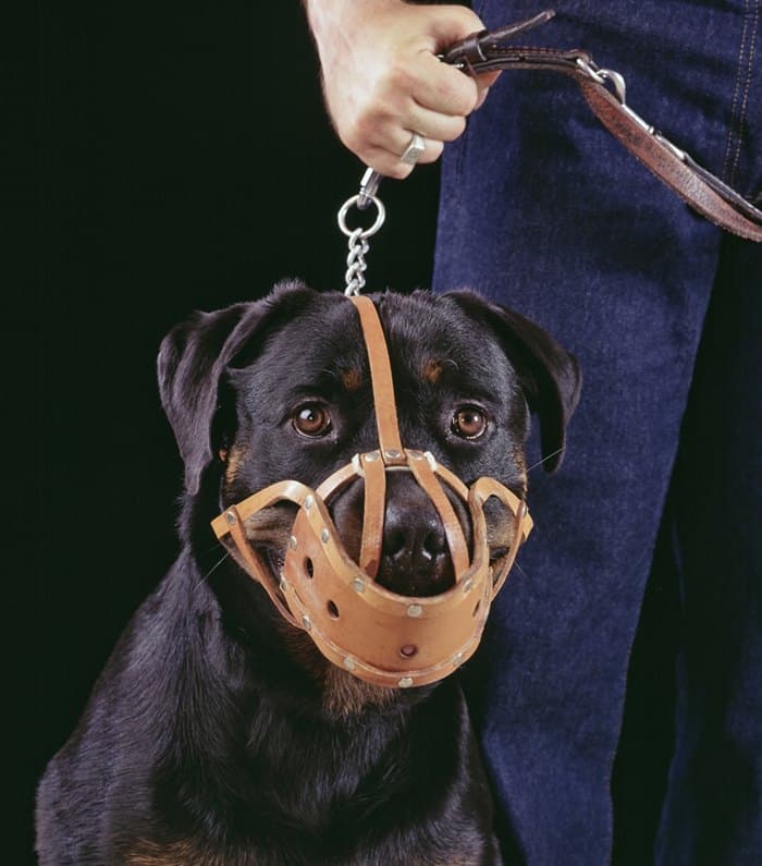 <i class="fas fa-dog"></i> Ujed vlasničkog psa